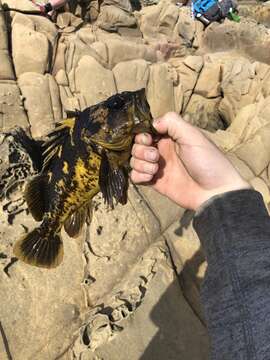 Image of Black-and-yellow rockfish