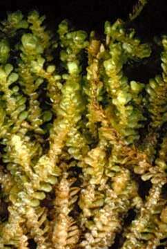 Image of Leafy liverworts