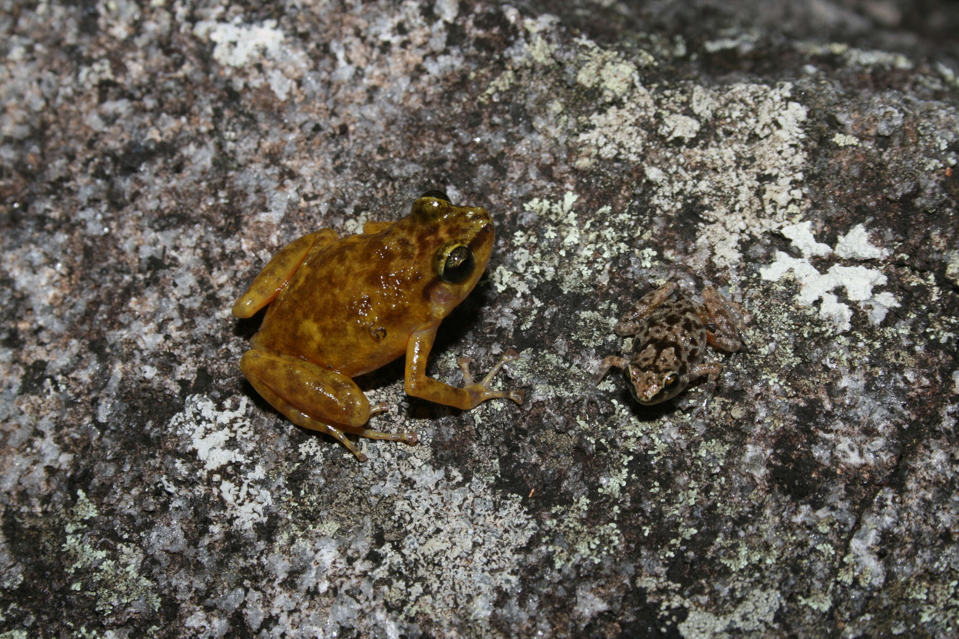 Image of Black Mountain Boulder Frog