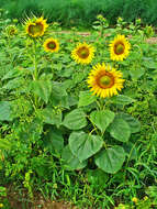 Image of common sunflower