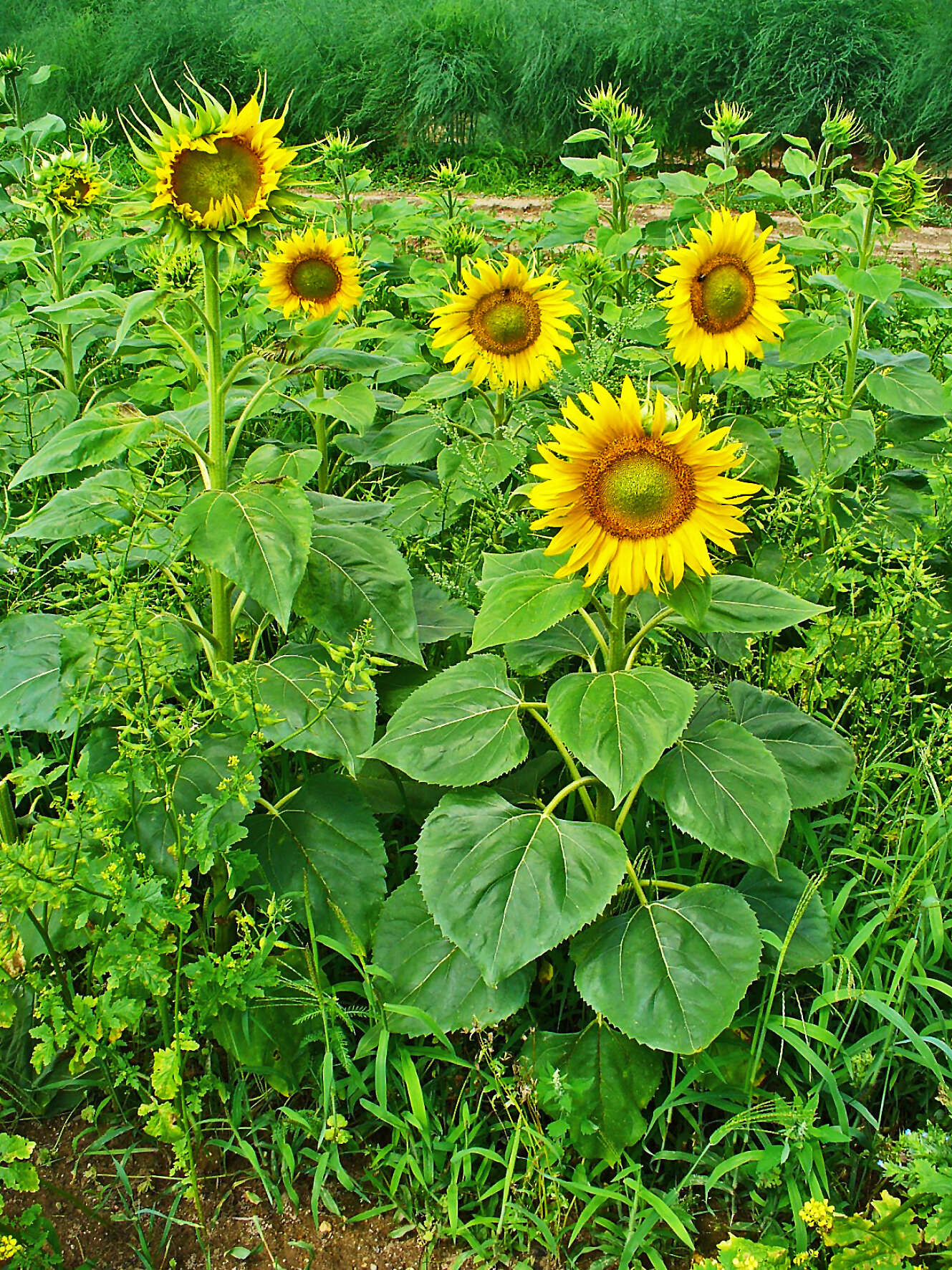 Image of common sunflower