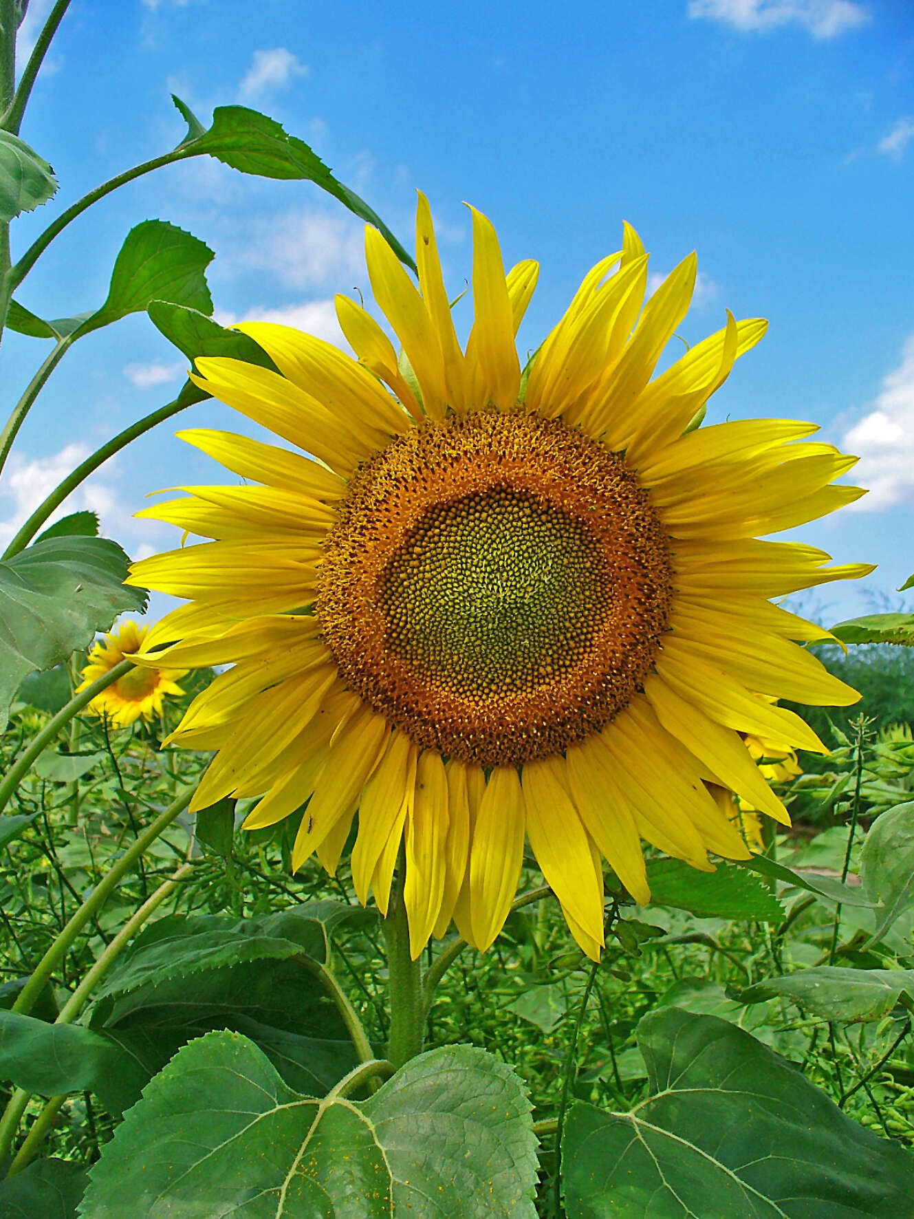 Image of common sunflower