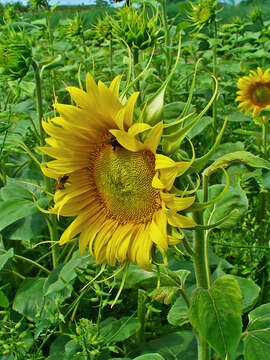 Image of common sunflower