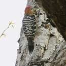 Image of Rufous-bellied Woodpecker