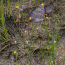 Image of Bifid Bladderwort