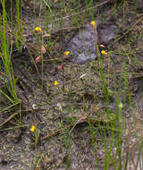 Image of Bifid Bladderwort