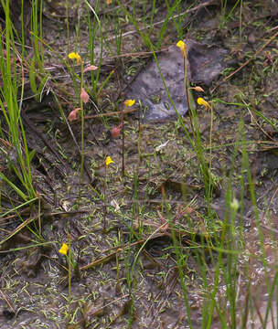 Image of Bifid Bladderwort