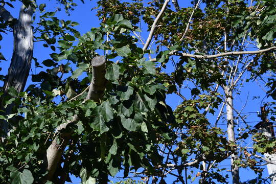 Image of Fraxinus chinensis subsp. rhynchophylla (Hance) A. E. Murray