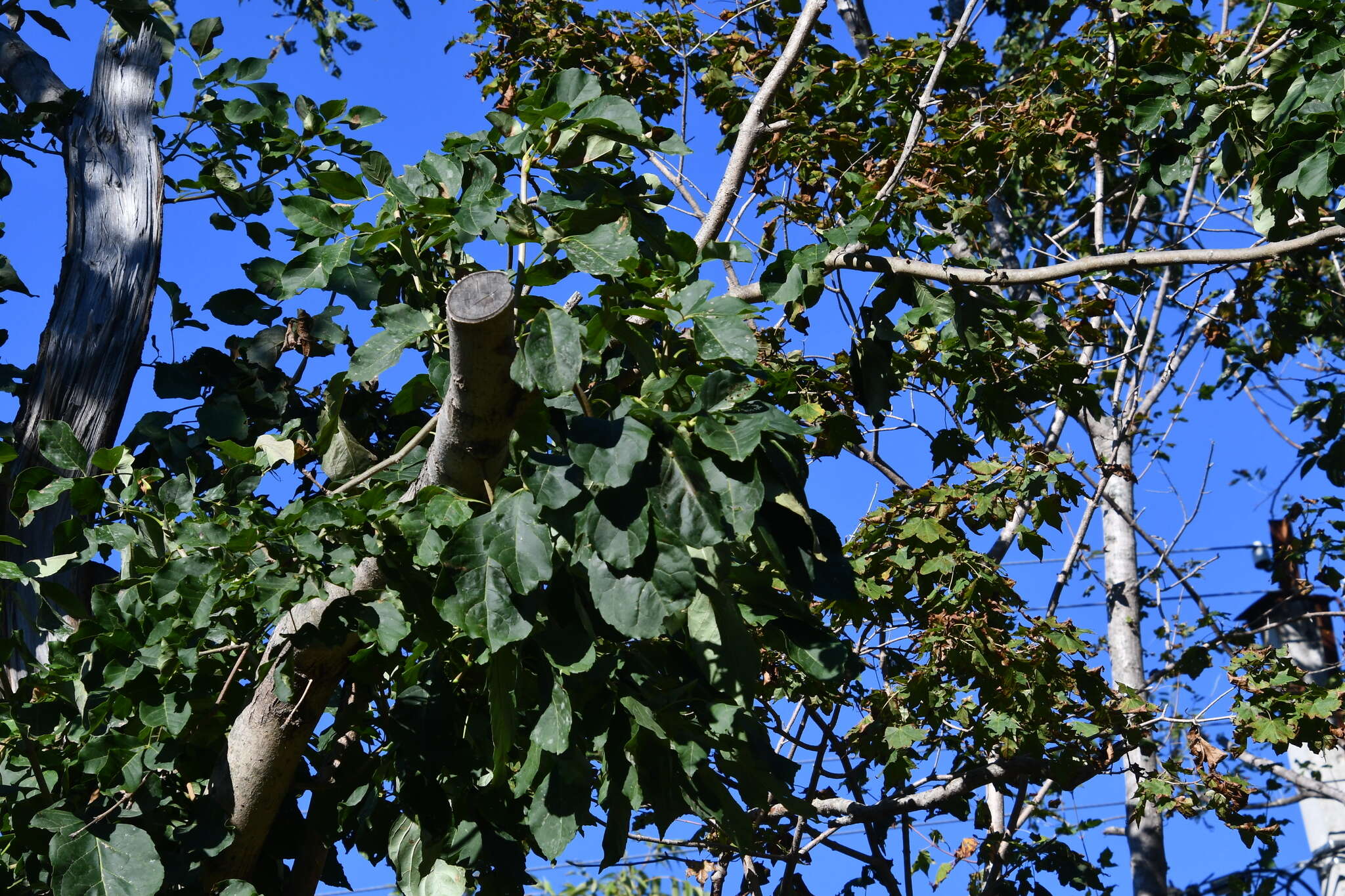 Image of Fraxinus chinensis subsp. rhynchophylla (Hance) A. E. Murray