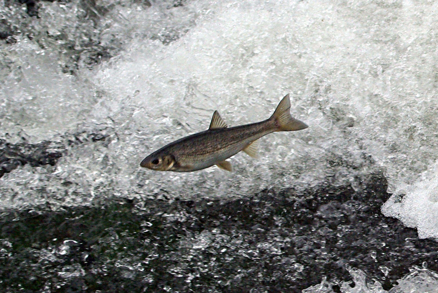 Sivun Pseudochondrostoma duriense (Coelho 1985) kuva