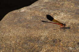 Image of Euphaea cardinalis (Fraser 1924)