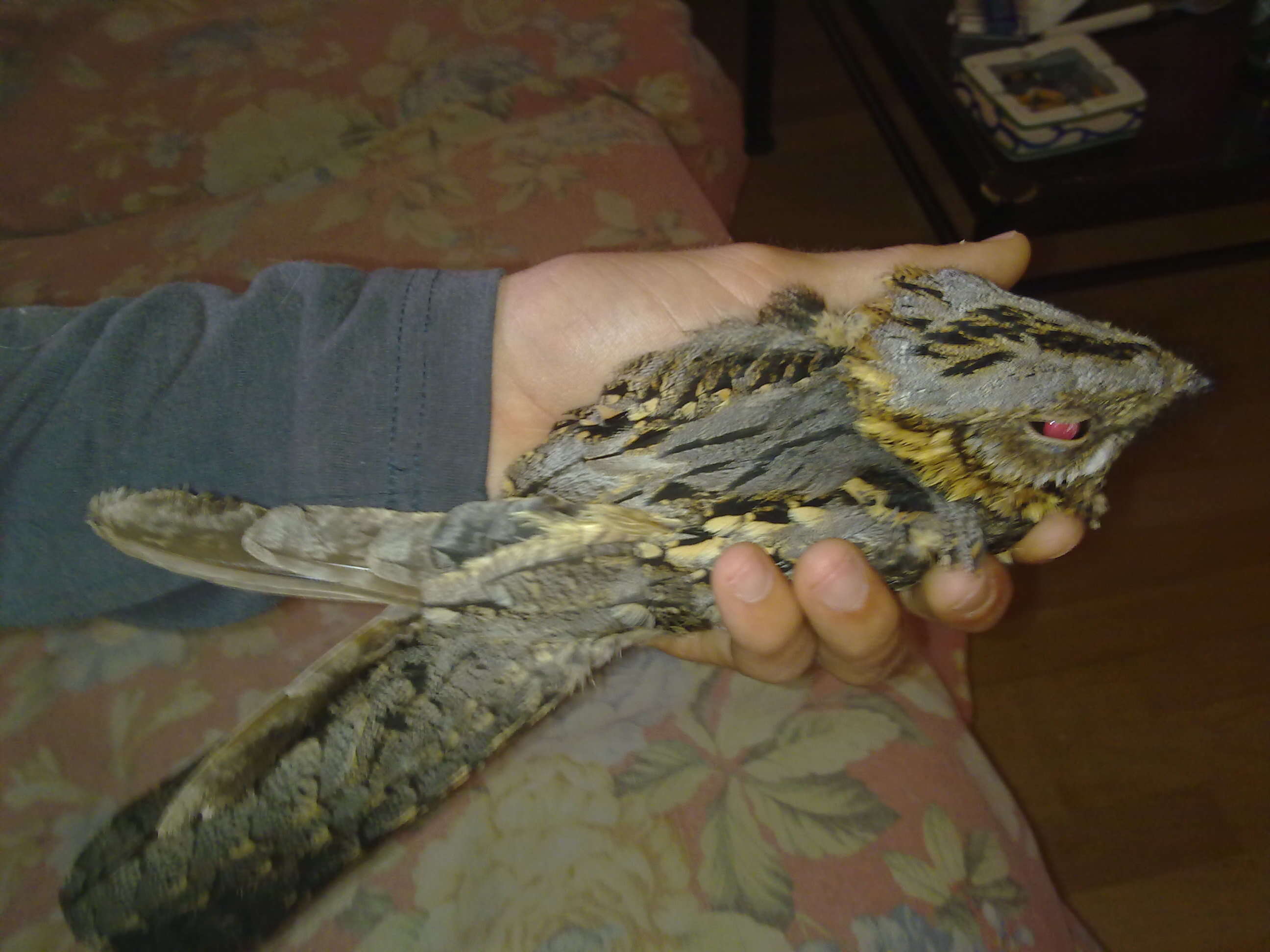 Image of Red-necked Nightjar