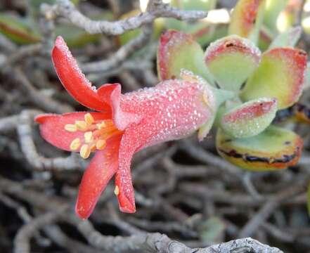 Image of Cotyledon woodii Schönl. & Baker fil.