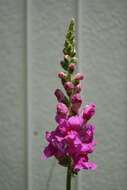 Image of garden snapdragon