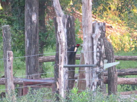 Image of Cream-backed Woodpecker