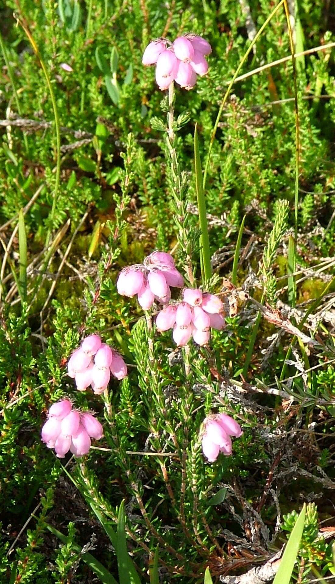 Image of Bog Heather