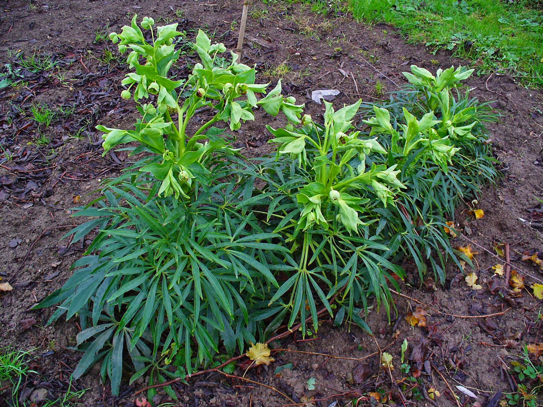 Image of Stinking Hellebore