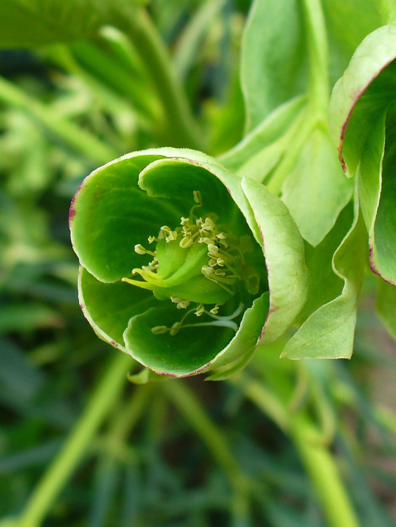 Image of Stinking Hellebore