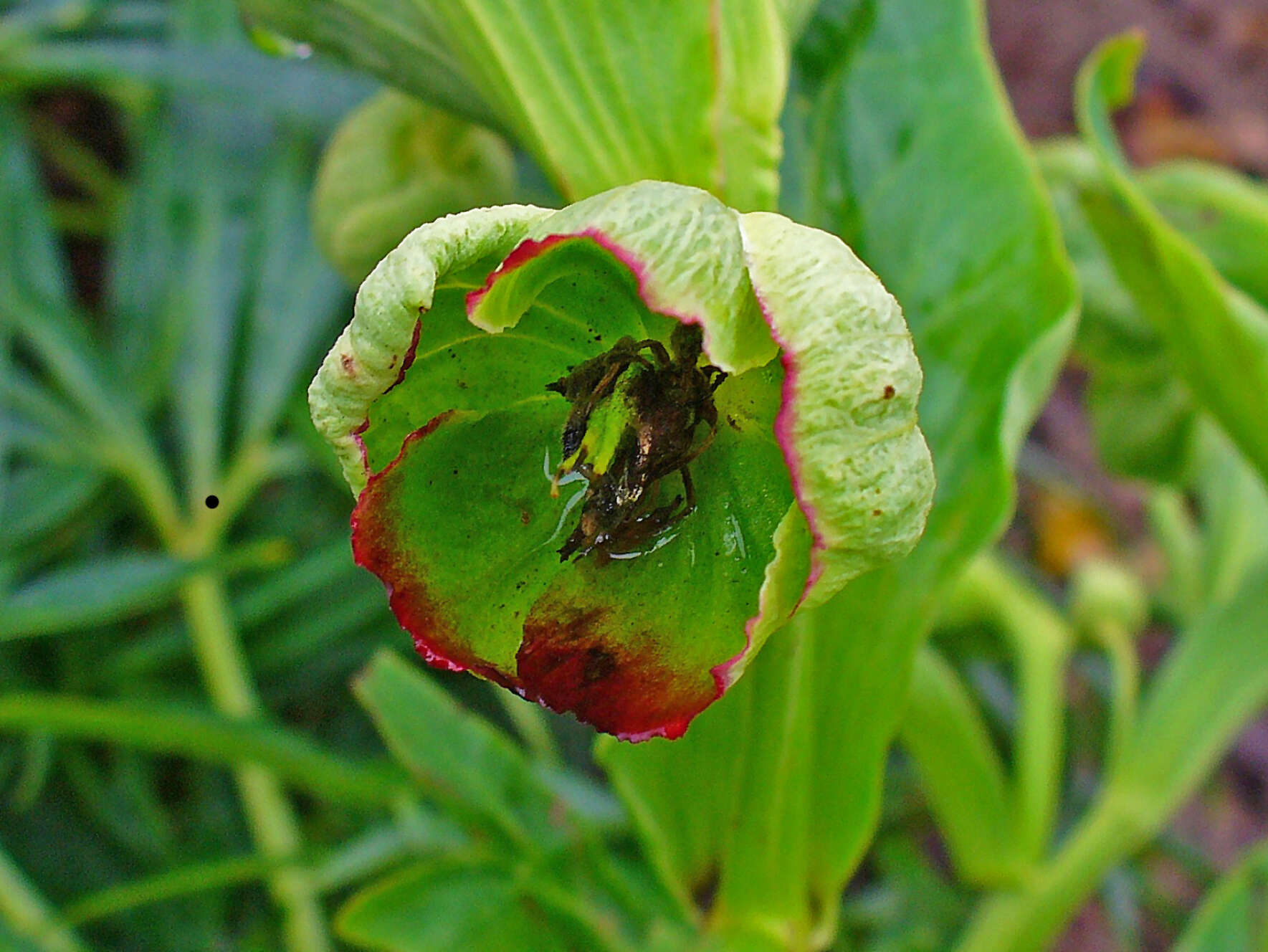 Image of Stinking Hellebore