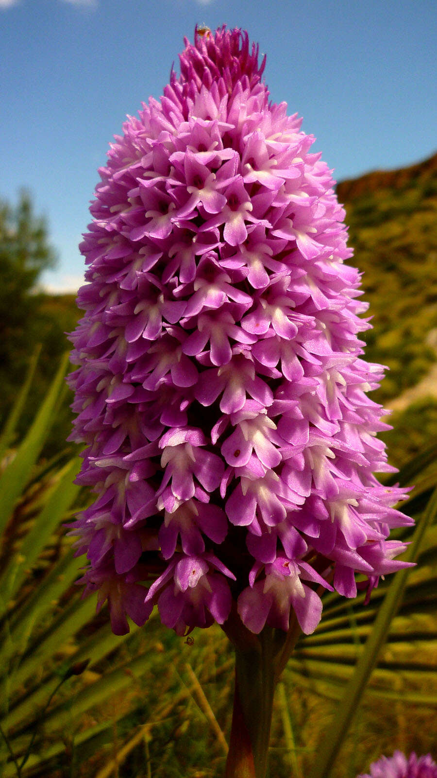 صورة Anacamptis pyramidalis (L.) Rich.