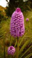 صورة Anacamptis pyramidalis (L.) Rich.