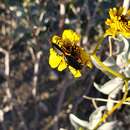 Imagem de Lytta (Poreopasta) auriculata Horn 1870