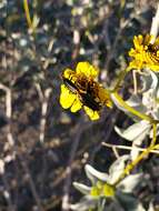 Image of Red-eared Blister Beetle