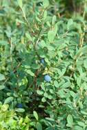 Image of alpine bilberry