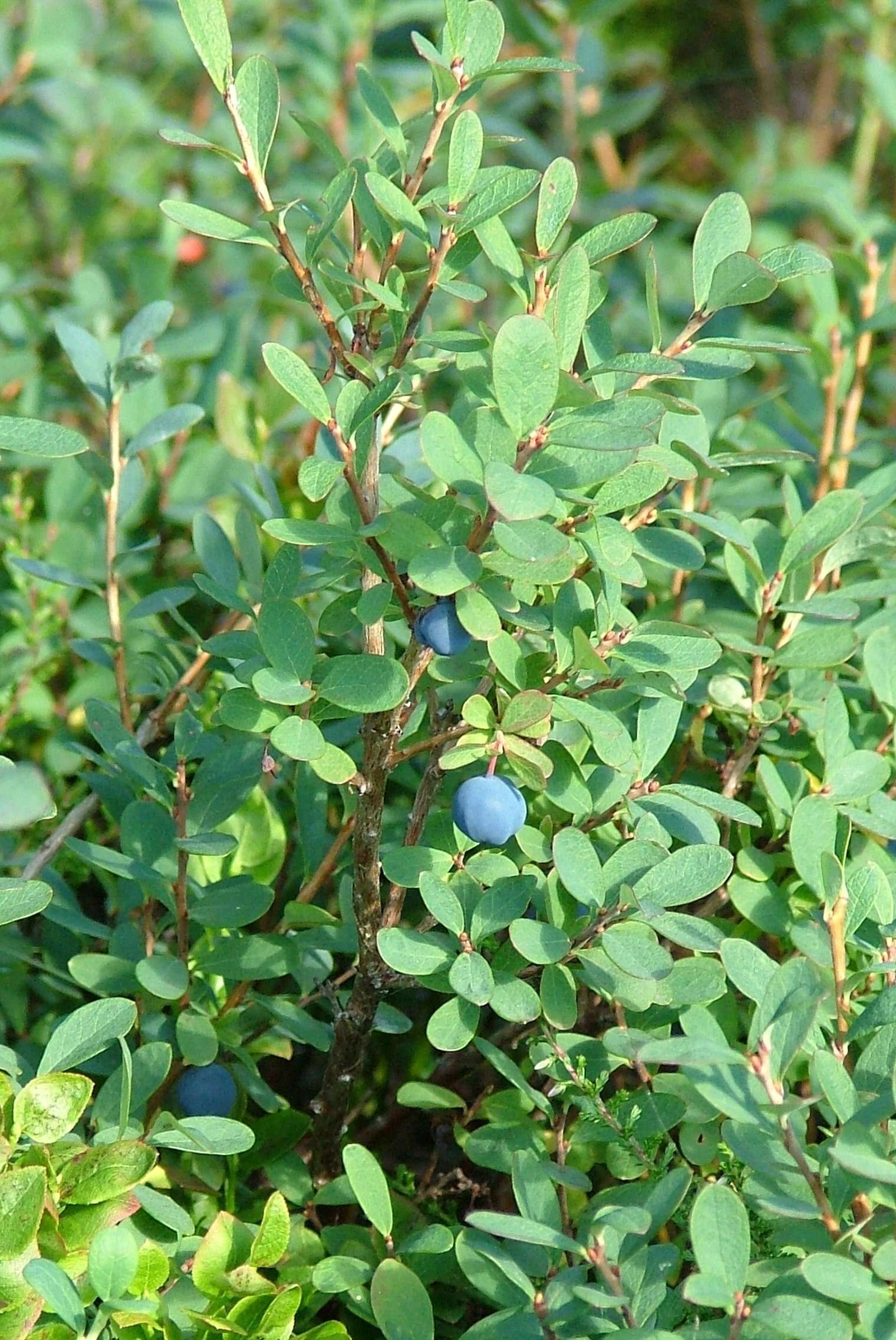 Image of alpine bilberry