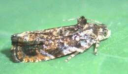 Image of <i>Pristerognatha agilana</i>