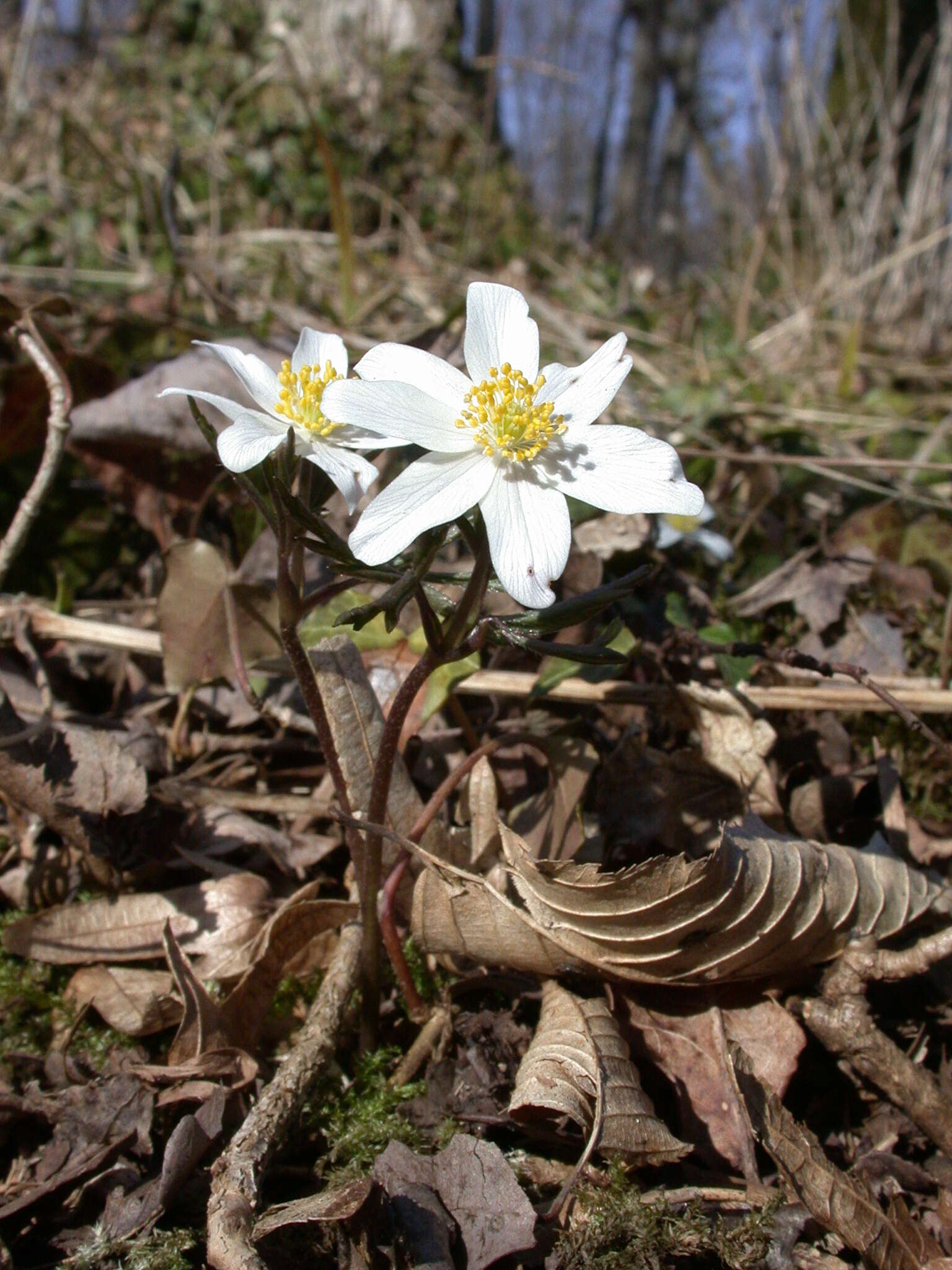 Image of European thimbleweed