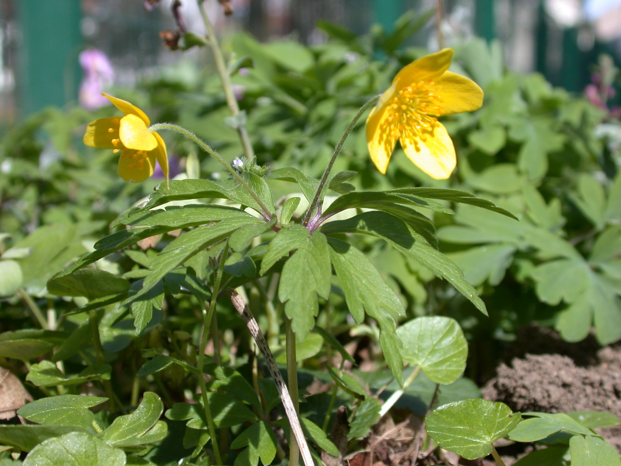 Ветреница желтая. Анемона ranunculoides Pleniflora. Анемон желтый. Anemone ranunculoides l..