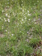 Image of Branched St Bernard's lily