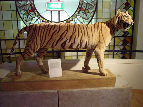 Image of Sumatran Tiger