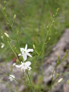 Image of Branched St Bernard's lily