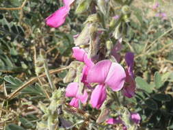 Image of Tephrosia cana Brandegee