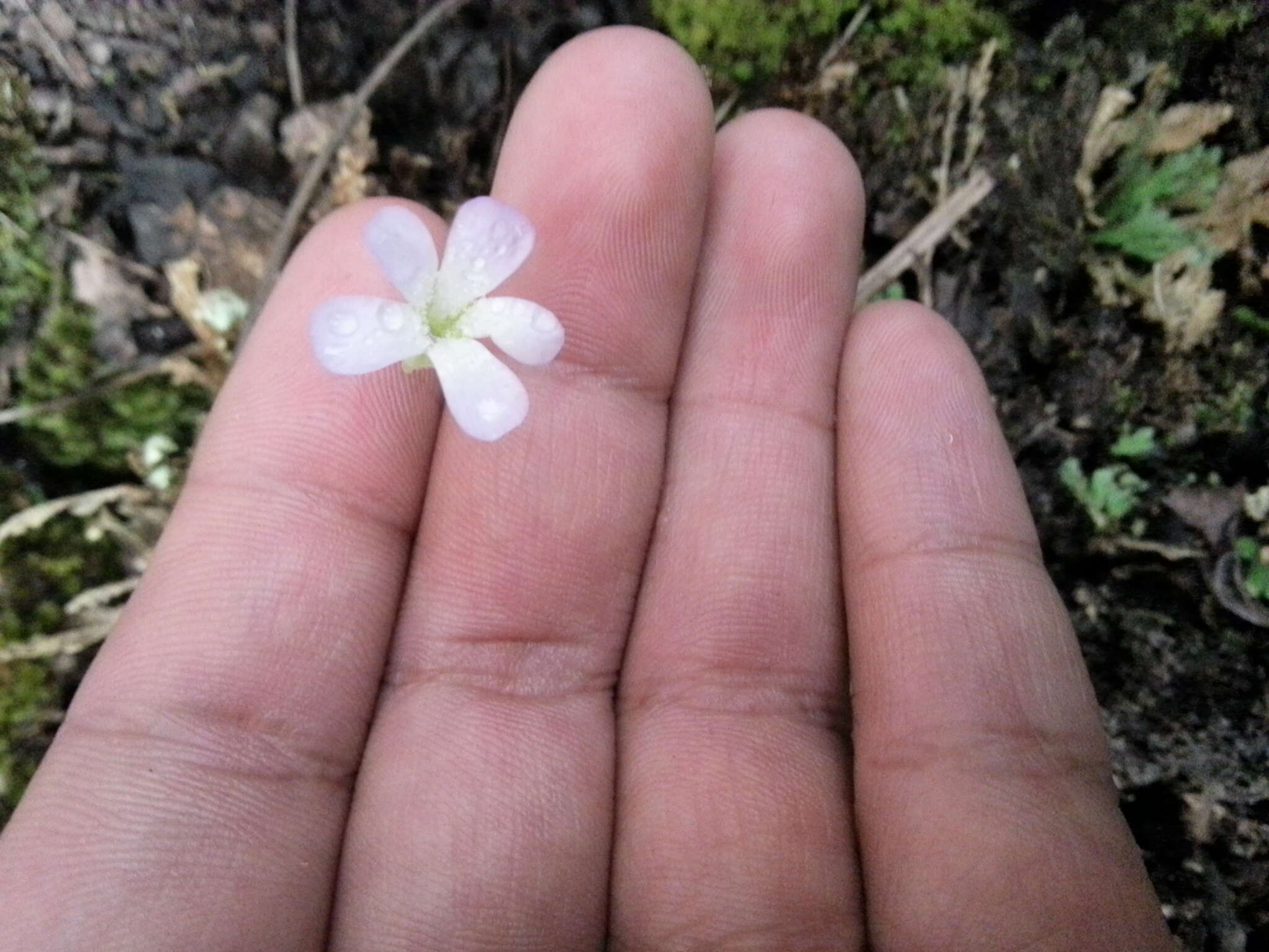 Image of Pinguicula acuminata Benth.