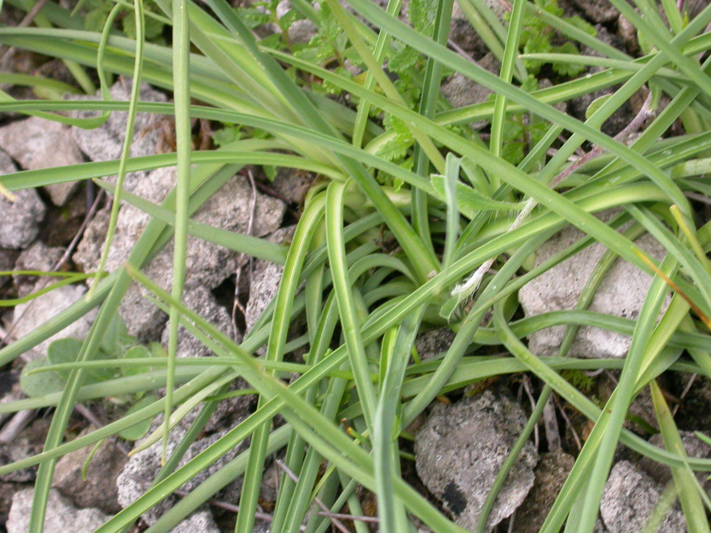 Image of Branched St Bernard's lily