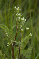Image of bur chervil
