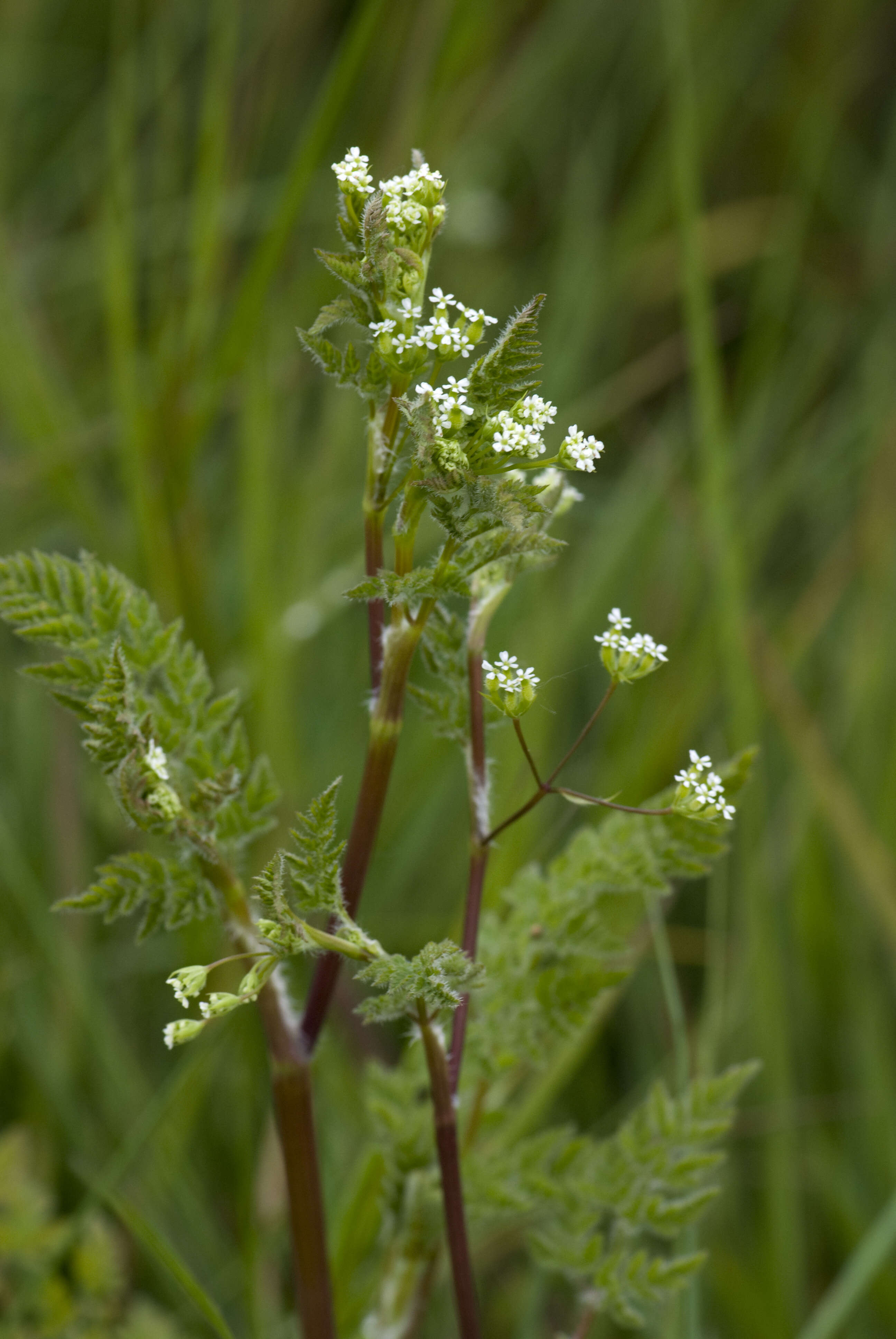 Image of bur chervil