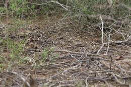 صورة Caprimulgus madagascariensis Sganzin 1840