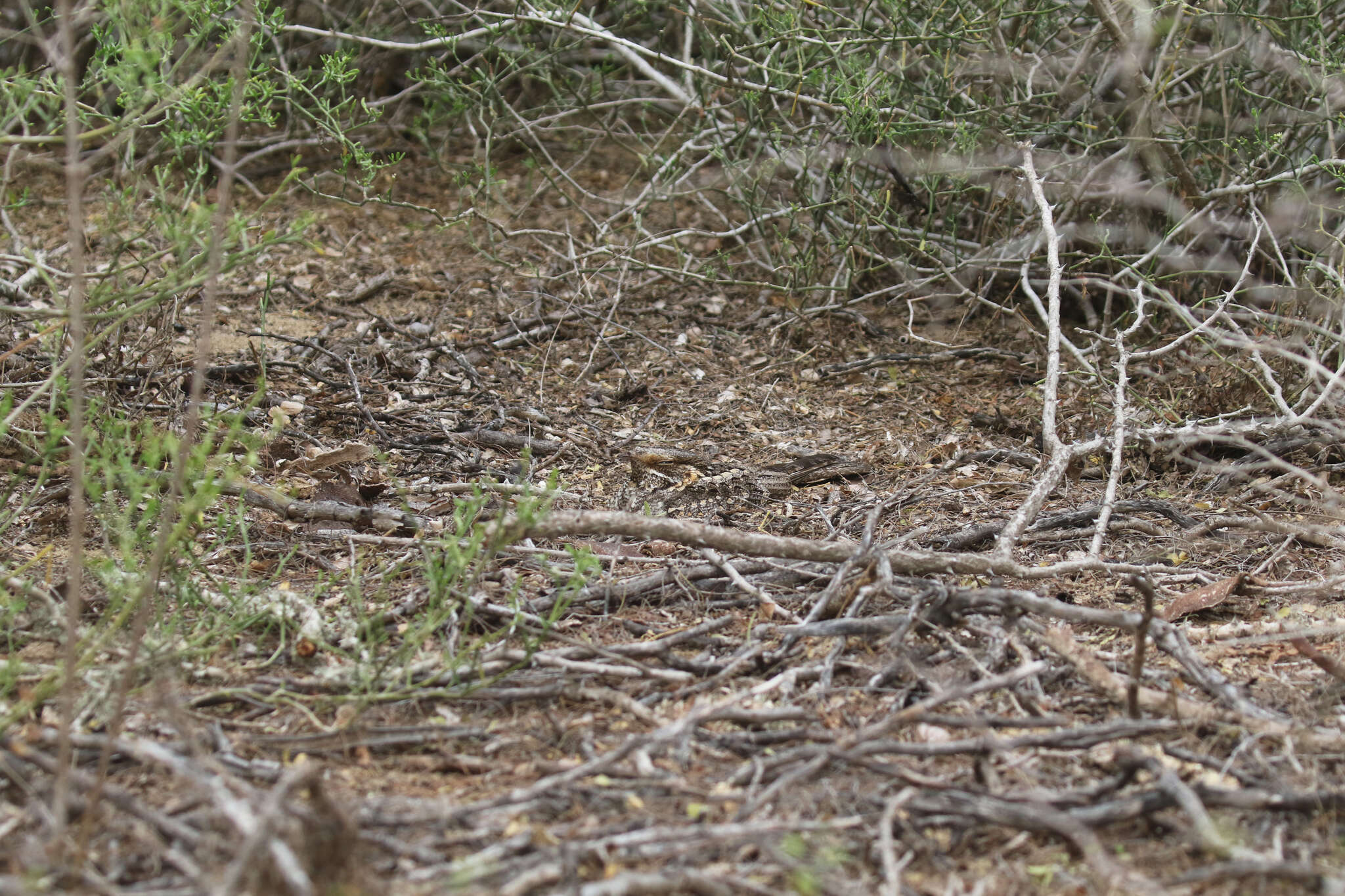 Image of Madagascan Nightjar