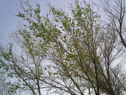 Image of Japanese elm