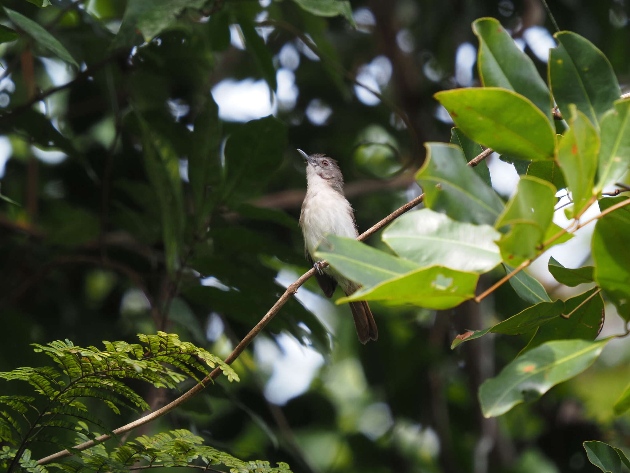 Image of Sooty-capped Babbler