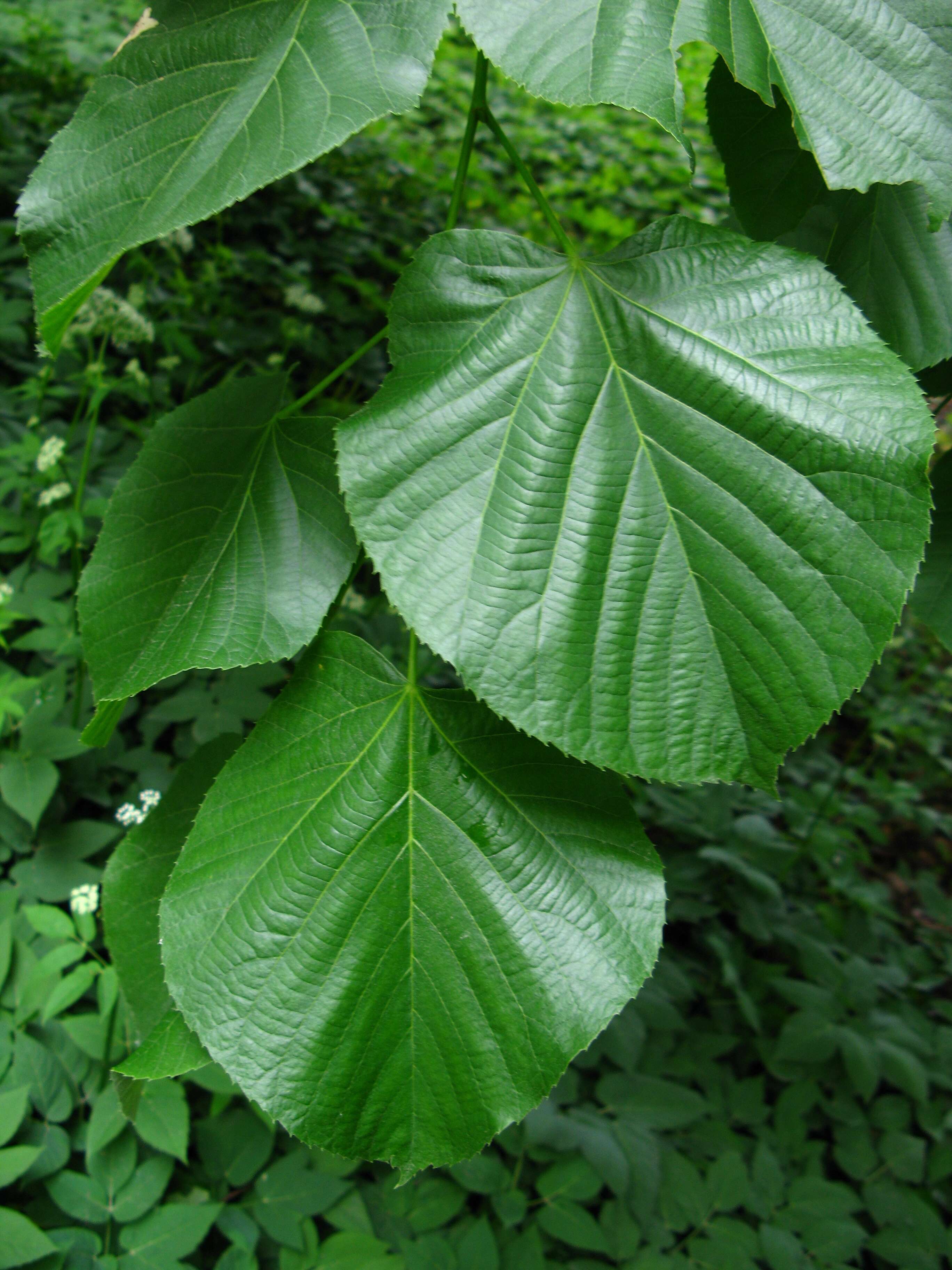 Image of Basswood