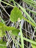 Viola primulifolia var. occidentalis A. Gray resmi