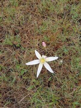 Imagem de Zephyranthes mesochloa Herb. ex Lindl.