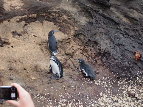 Imagem de Pinguim-das-galápagos