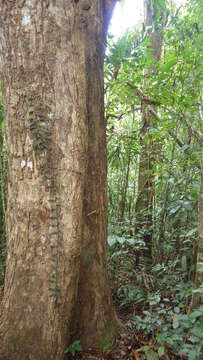 Image of Pothos scandens L.