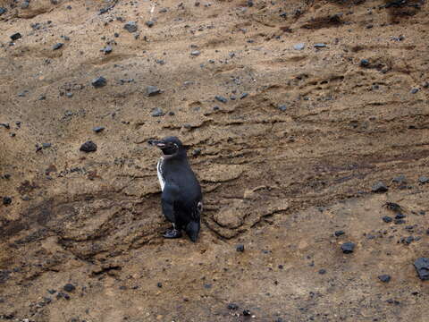 Imagem de Pinguim-das-galápagos